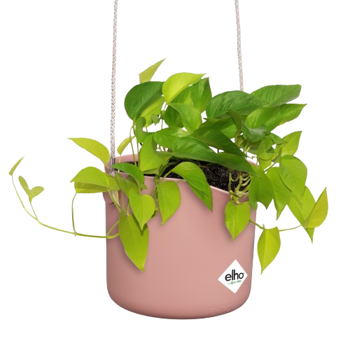 b.for swing 18cm rose poudré